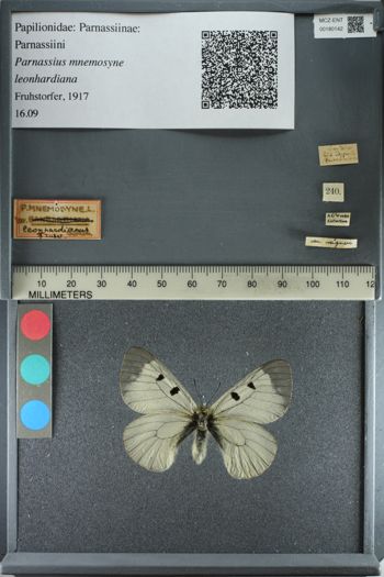 Media type: image;   Entomology 180142